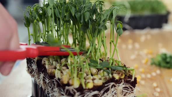 The Gardener Is Cutting the Seedlings in the Potting Container with Special Scissors