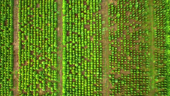 Aerial view of afforestation of the area. Industrial tree plantation.