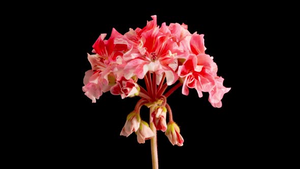 Time Lapse of Opening Pink Geranium Pelargonium Flower