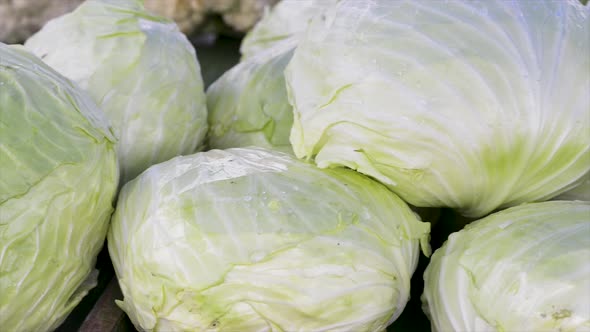 Cabbages for sale at the free fair, panoramic plan