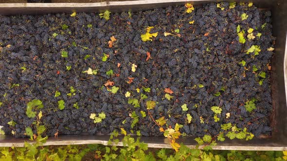 Grapes for Red Wine in the Back of a Tractor