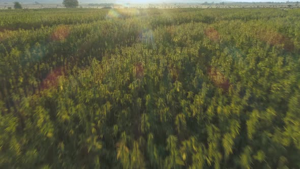 Aerial View of Endless Hemp Plantation Outdoors at Sunset