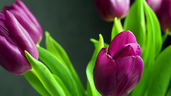 a Bouquet of Tulips in a Stylish Vase Rotates Around Its Axis