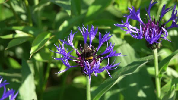 Bumblebee on Blue Flowers Closeup