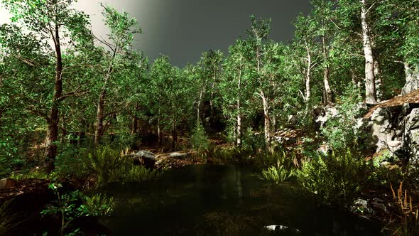 Small Pond in the Forest with Moss Covered Rocks