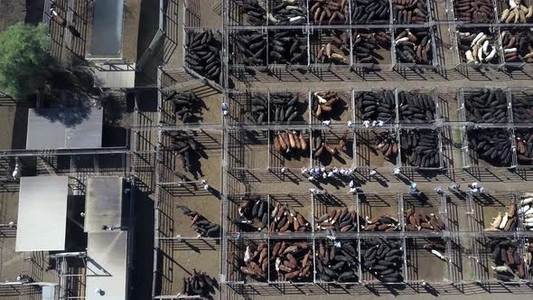 Birds eye view of black and brown cattle in corrals being sold at live auction, zooming in.