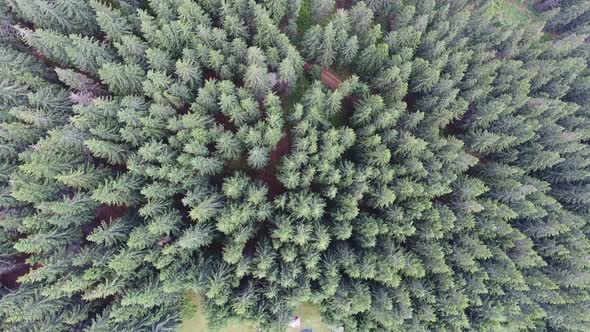 Aerial Shot Mountain Forest with Camp