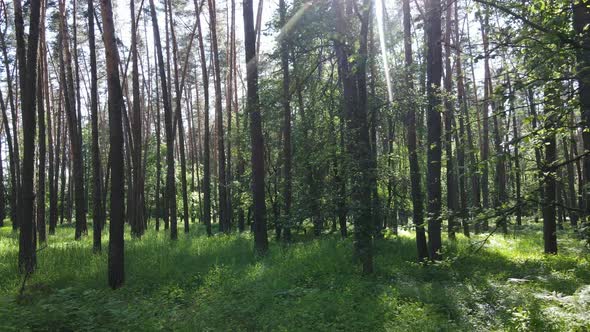 Trees in the Forest By Summer Day