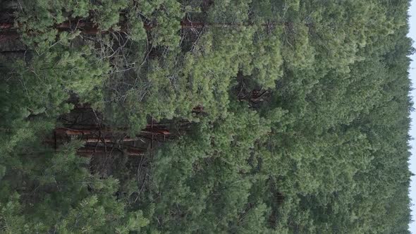 Vertical Video of Green Pine Forest By Day Aerial View