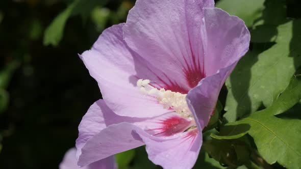 Hidden in the shrub Hibiscus syriacus pink flower bud 4K 2160p 30fps UltraHD footage - Common rose o