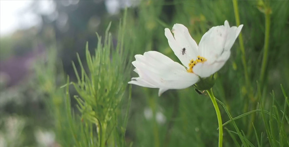 White Flower