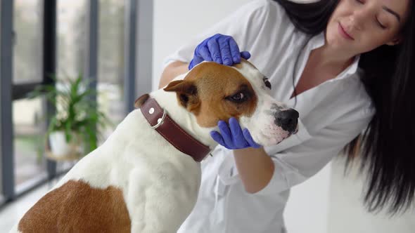 Woman Veterinarian Inspects Dog Veterinary Clinic