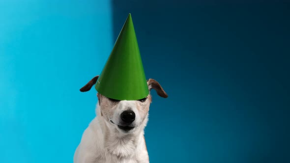 Jack Russell Terrier with Green Party Cone on Light Blue