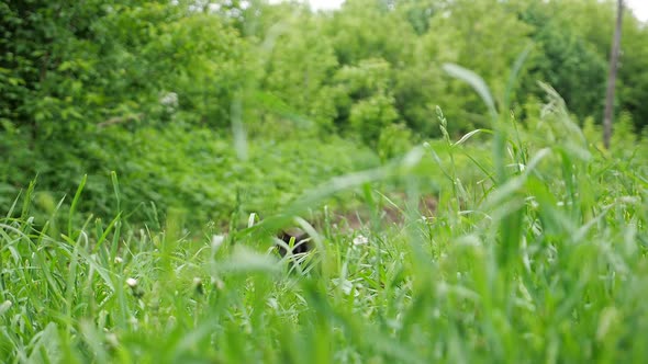 Black Fluffy Cat with Beautiful Eyes Jumps Out of an Ambush in the Grass. Slow Motion