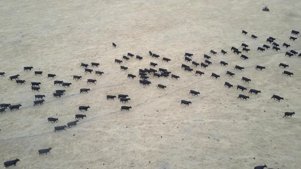 From high above, a herd of black cattle look like marching ants, as they are herded across the flat