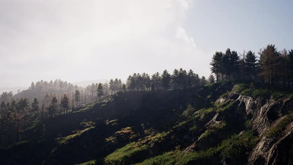 Forest of Green Pine Trees on Mountainside