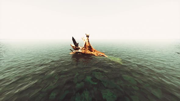 Dead Oak Tree in the Atlantic Ocean Water