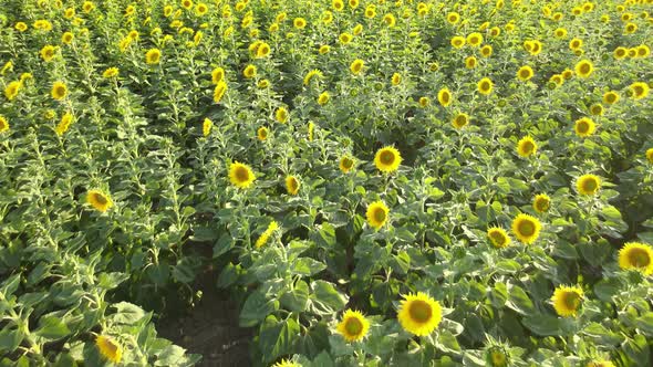 Aerial Drone View of Sunflowers Field