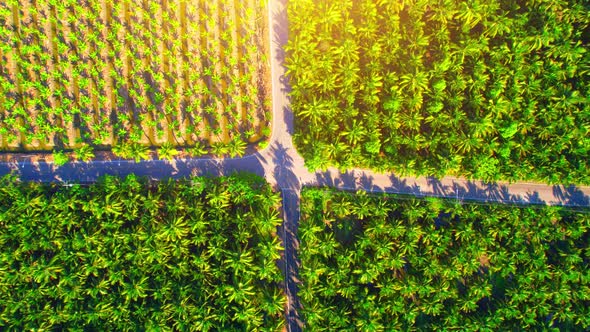 4K Aerial Wide view of Beautiful green coconut tree fields