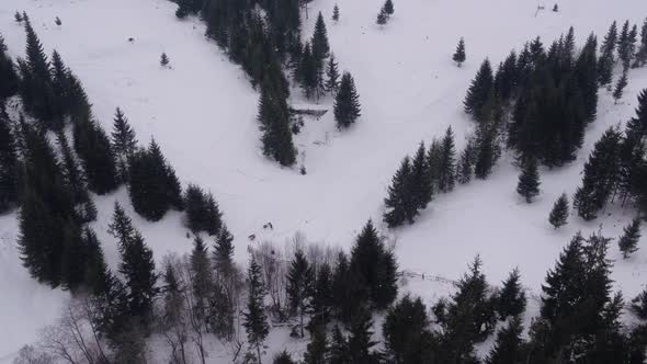 Aerial view of a dog sled riding by fir trees