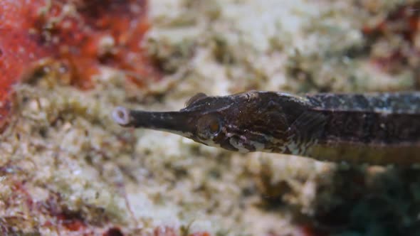 A video of a Pipefish in a ocean current filmed while scuba diving on a tropical reef