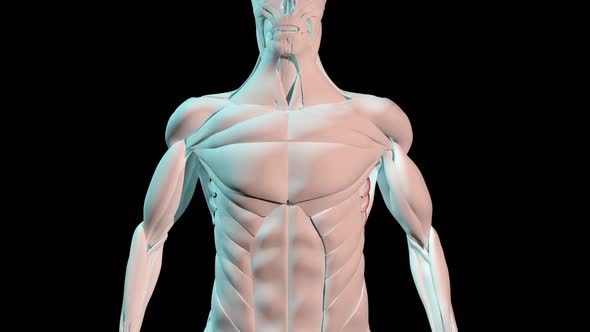 Serratus Anterior Muscles Anatomical Position On Human Body