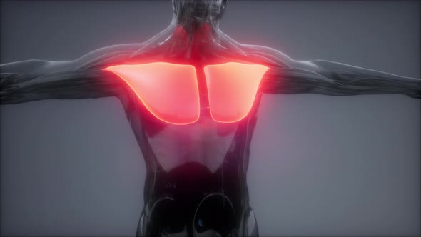Pectorsl Muscule - Visible Muscle Anatomy Map alt