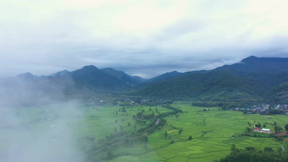 Aerial view drone flying over the paddy rice fields with Nature in morning and fog.