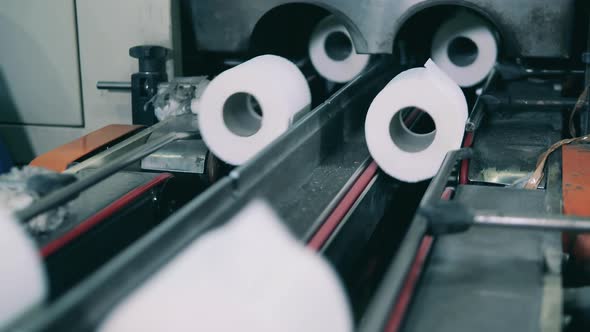 Rolls of Toilet Paper Moving Along a Production Line at a Paper Factory