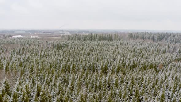 Aerial forward flight over conifer trees of a southern bavarian forest in the winter season, snow co