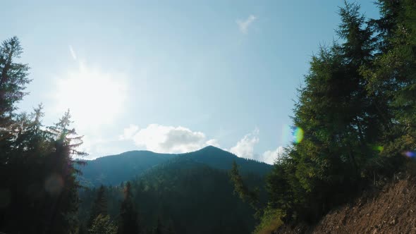 Woodland in Sunny Weather, Slow motion