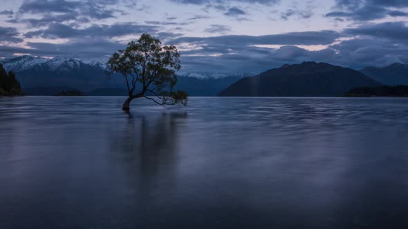 New Zealand Wanaka tree timelapse