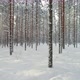 Winter Forest Wonderland Snowy Trees on Sunny Day Moving Backwards - VideoHive Item for Sale