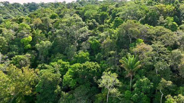 Stunning landscape of Amazon Forest at Amazonas State Brazil.