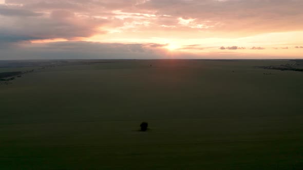 Drone flight above green field at sunset	