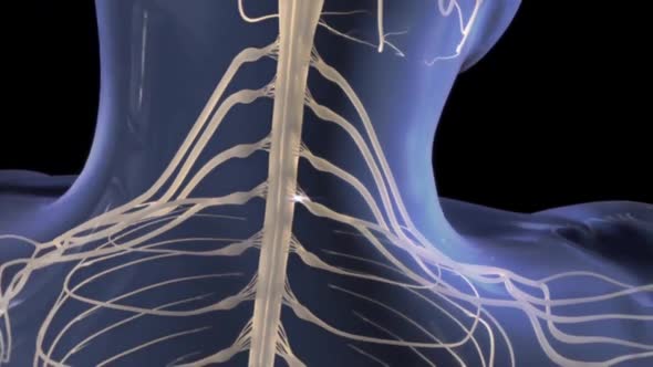 The nervous system is the part of an animal's body that coordinates its voluntar alt