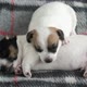 Newborn Puppy Sleeping on Plaid at Home - VideoHive Item for Sale