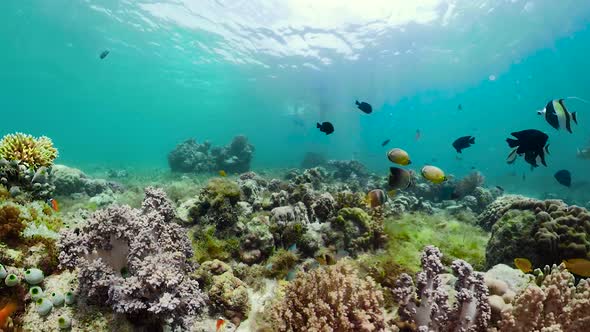 Coral Reef with Fish Underwater. Camiguin, Philippines