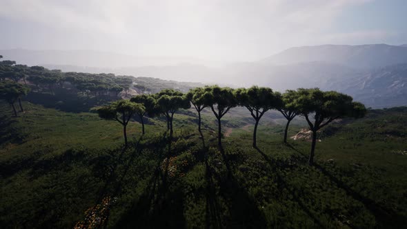 Flying Over the Fields Covering the Vast African Landscape