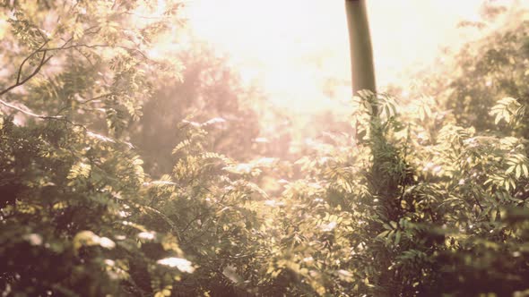 Sunbeams in Foggy Green Forest