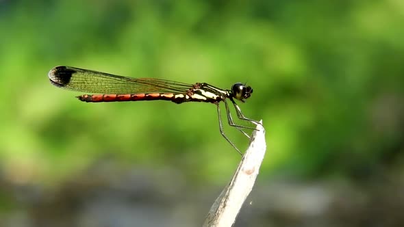 Damselfly libellago greeni green's gem chlorocyphidae endemic Sri Lanka dragonfly insect sitting on