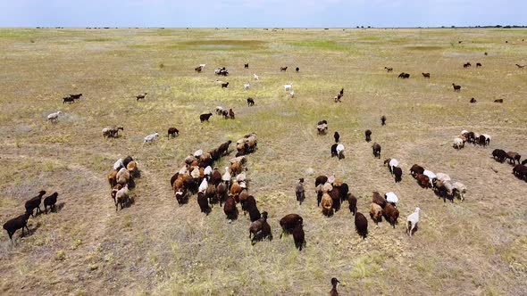 Sheep graze on a green meadow