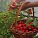 a woman collects red tomatoes in a basket - VideoHive Item for Sale