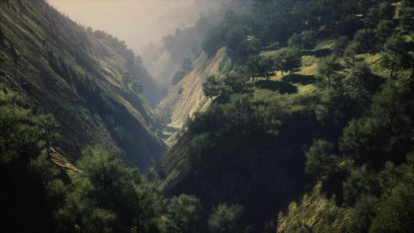 Green Trees in Canyon at Sunset with Fog