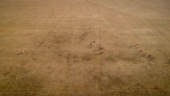 Aerial view of cattle grazing in the field at sunset at the island of Vormsi in Estonia.