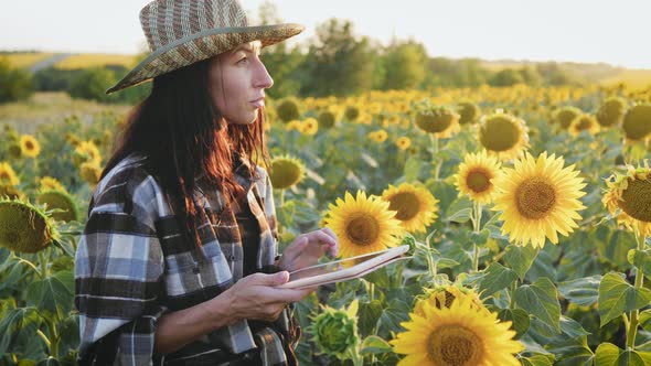 Young Attractive Farmer Working with Tablet in Sunflower Field Inspects Blooming Sunflowers Business