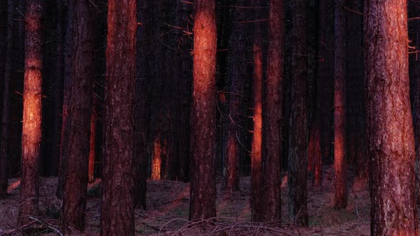 Timelapse of shadows and sunlight in an ancient pine tree forest ZOOM IN EASE