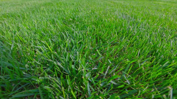 Beautiful view of front yard of private garden. Green grass lawn. Sweden.