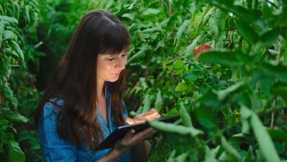 Beautiful Farmer Female Girl Checks Quality of Tomato in Green House with Tablet