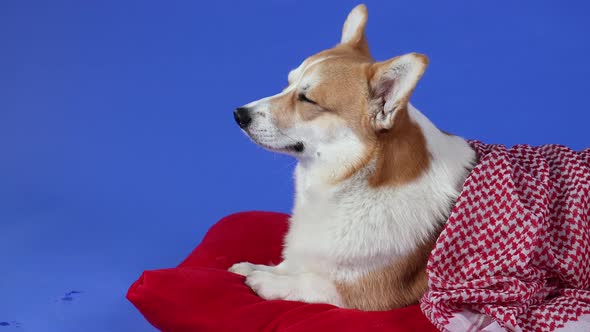 Side View of a Tired Welsh Corgi Pembroke Dog Lying on a Red Pillow Covered with a Blanket